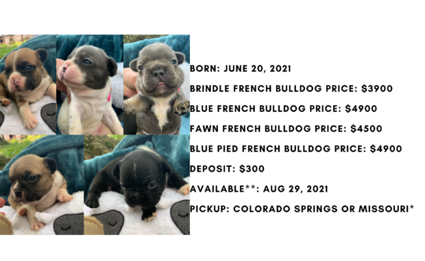 Blue Fawn French Bulldog Litter: June 20th, 2021