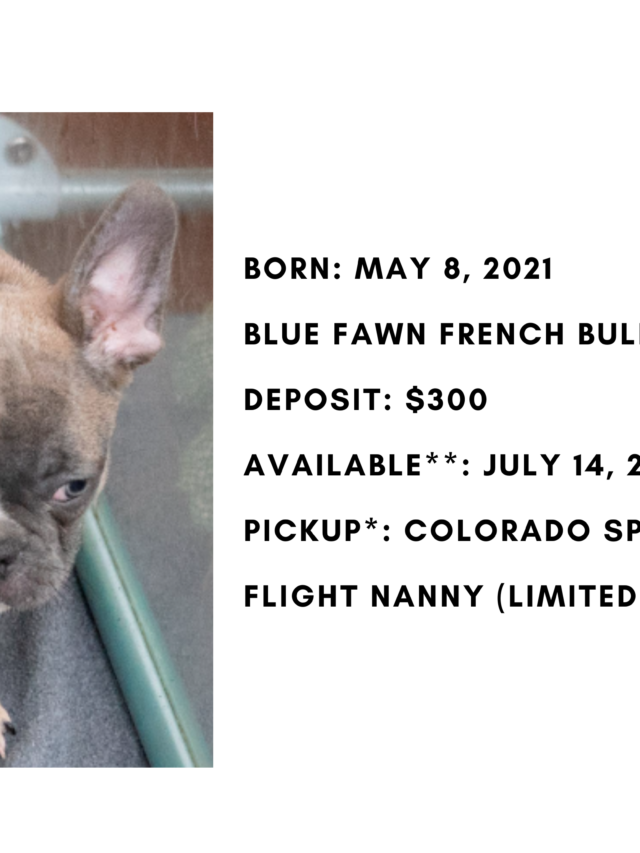 Blue Female French Bulldog: Cinder