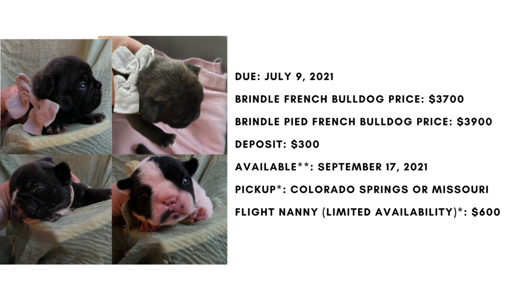 Brindle and Pied French Bulldog Litter: July 9, 2021