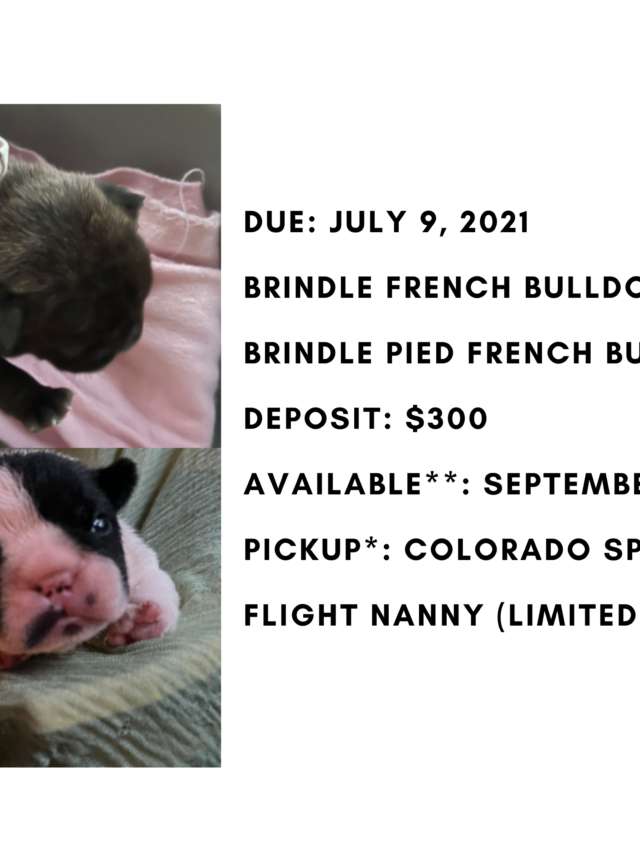 Brindle and Pied French Bulldog Litter: July 9, 2021