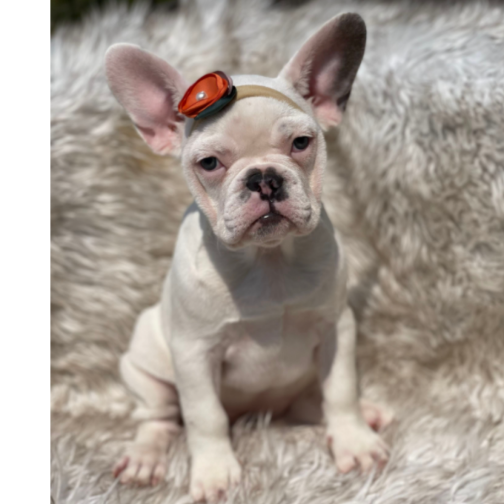 White Pied Female French Bulldog: Casper