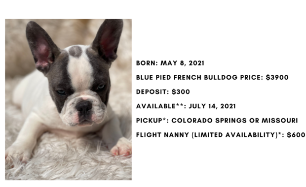 Blue Pied Male French Bulldog: Checkers