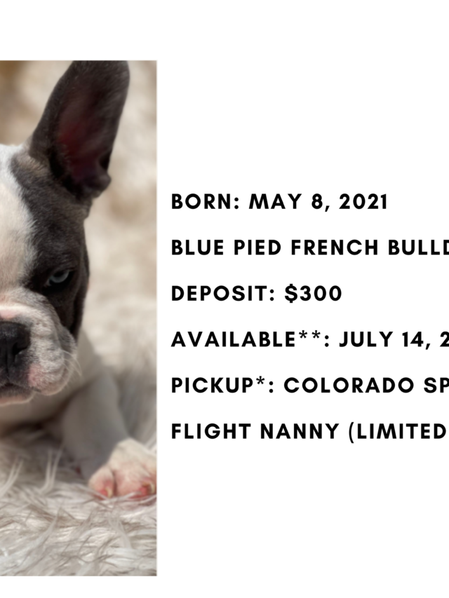 Blue Pied Male French Bulldog: Checkers