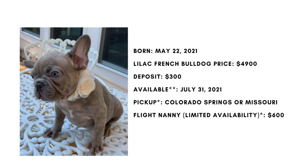 Lilac Female French Bulldog: Beauty-Sold