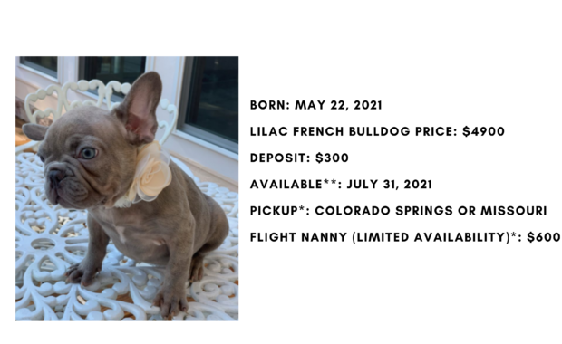 Lilac Female French Bulldog: Beauty-Sold