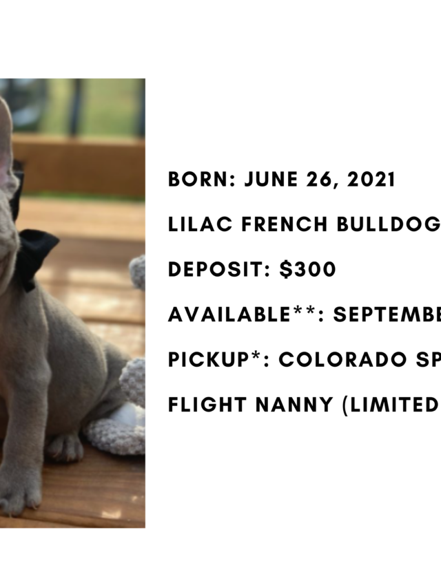 Lilac Male French Bulldog: King-2537