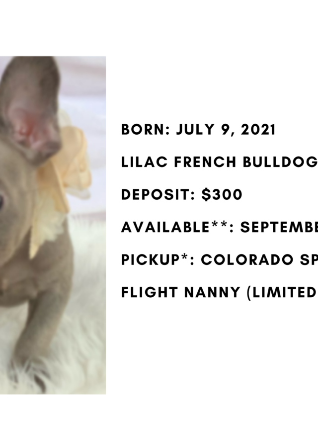 Lilac Female French Bulldog: Hazel