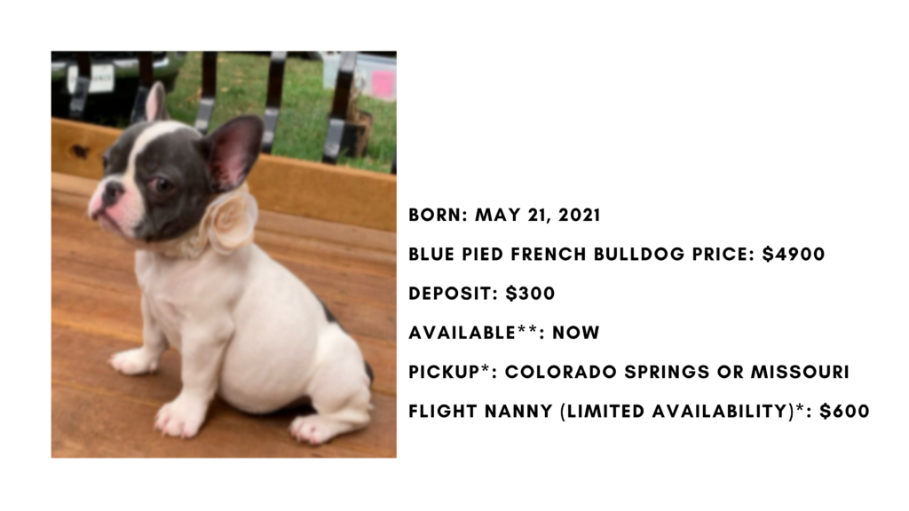 Blue Pied Female French Bulldog: Dicey