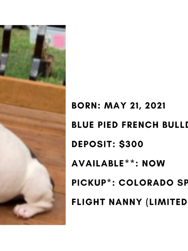 Blue Pied Female French Bulldog: Dicey