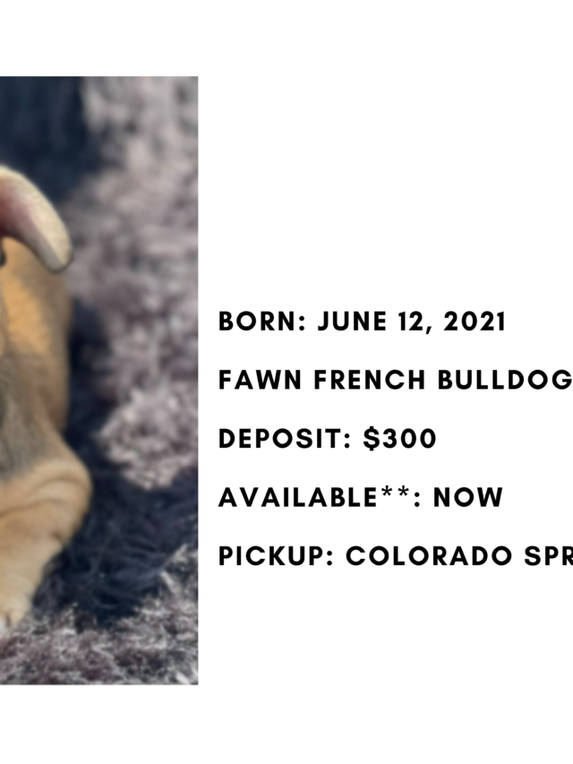 Fawn Female French Bulldog: Fuchsia