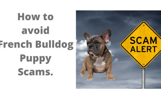 How to avoid French Bulldog Puppy Scams. 
