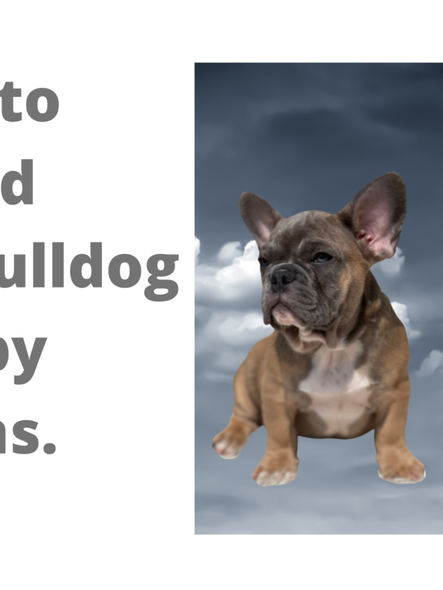 How to avoid French Bulldog Puppy Scams. 