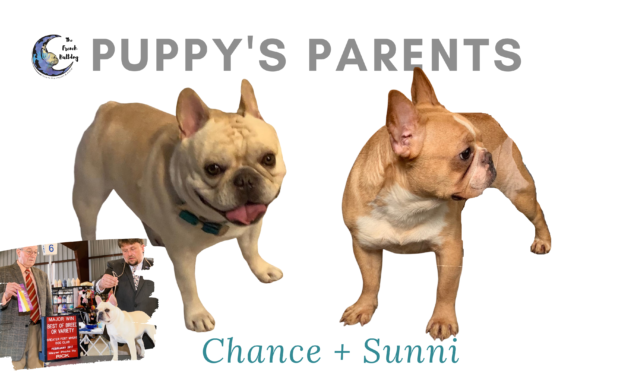 Chance and Sunny upcoming cream french bulldog litter
