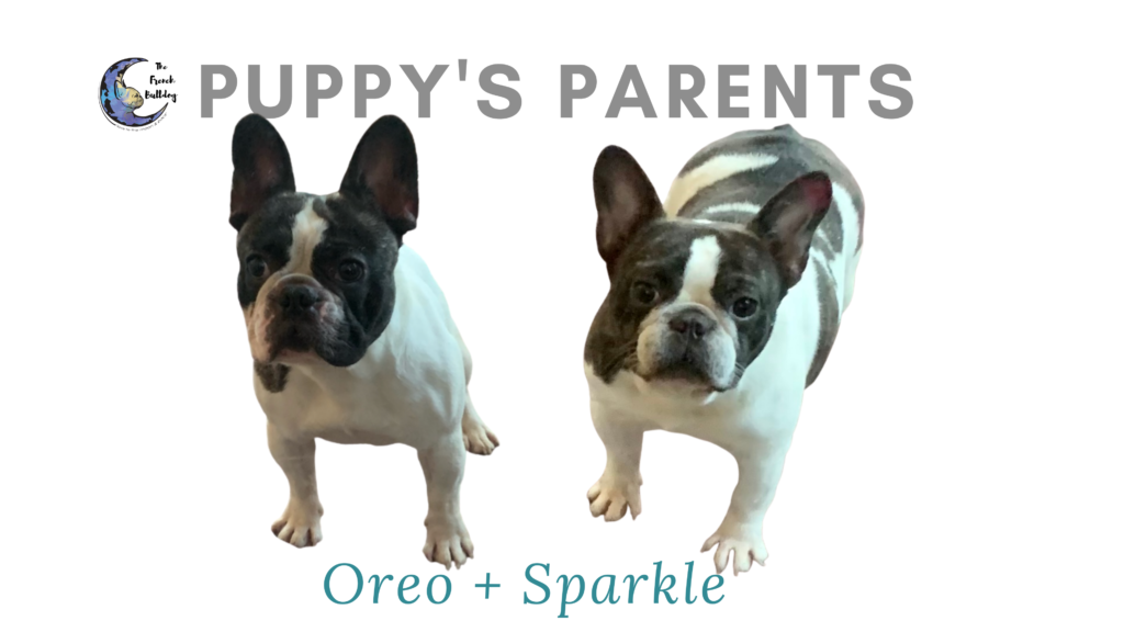 Oreo and Sparkle upcoming brindle pied french bulldog litter