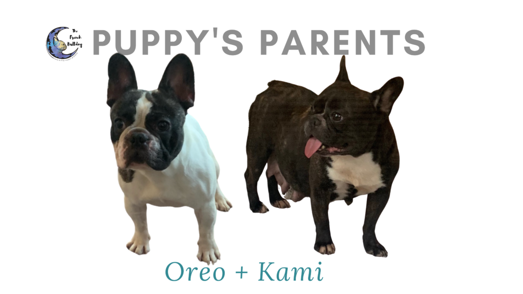Oreo and Kami upcoming brindle french bulldog litter