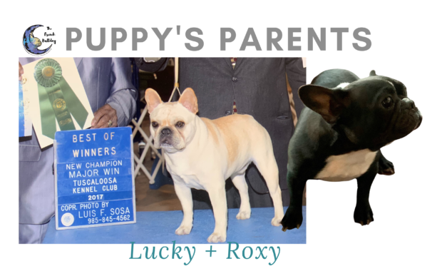 Lucky and Roxy upcoming brindle french bulldog litter