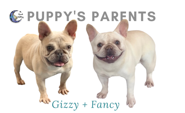 Gizzy and Fancy upcoming cream french bulldog litter