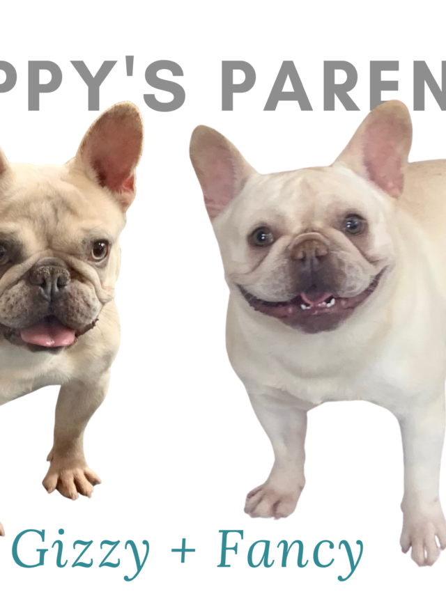 Gizzy and Fancy upcoming cream french bulldog litter