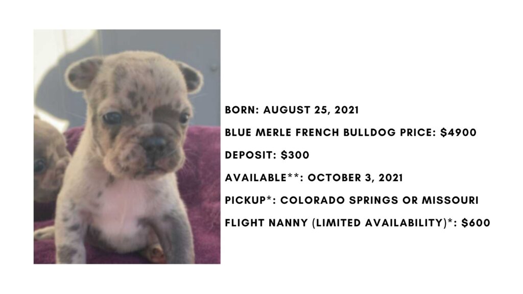 Blue Merle Male French Bulldog: Neptune