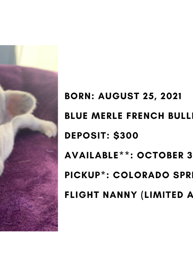 Blue Merle Female French Bulldog: Nibbles-Sold