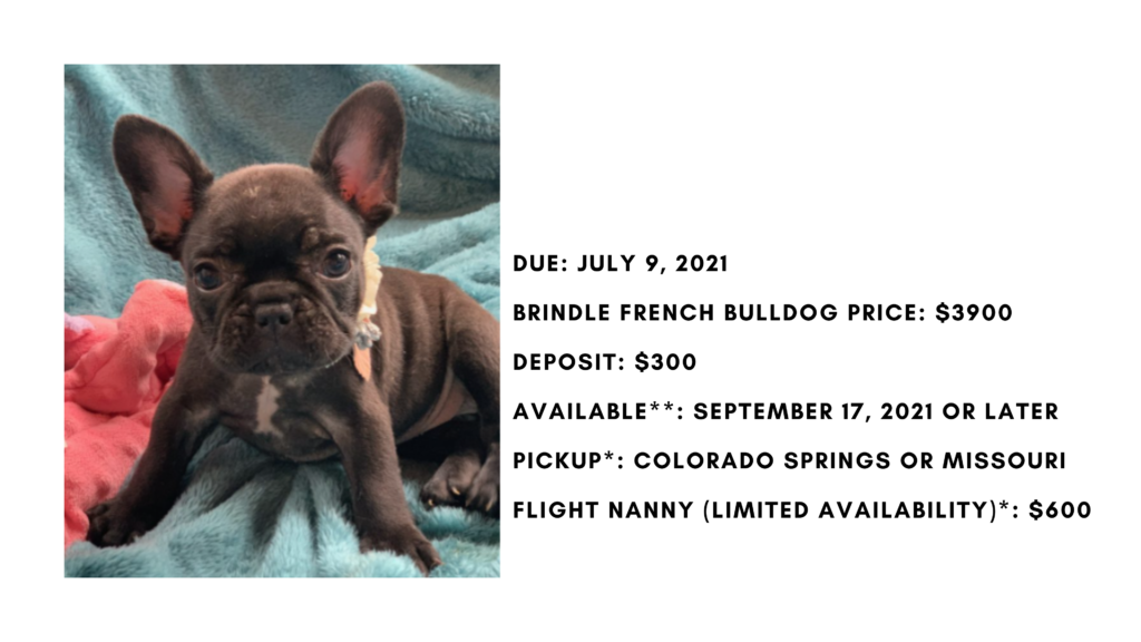 Brindle Female French Bulldog: Jazzy- 2767