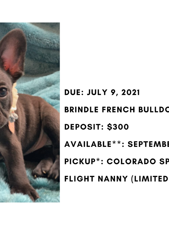 Brindle Female French Bulldog: Jazzy- 2767