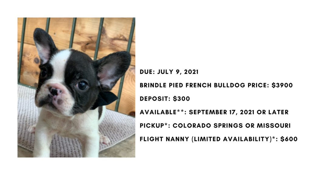 Brindle Pied Male French Bulldog: Jersey