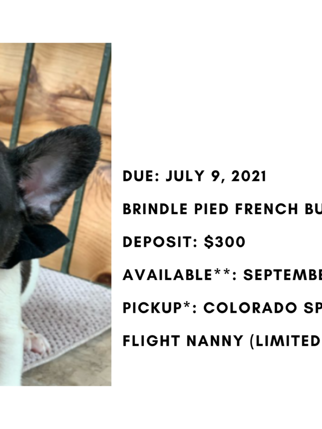 Brindle Pied Male French Bulldog: Jersey