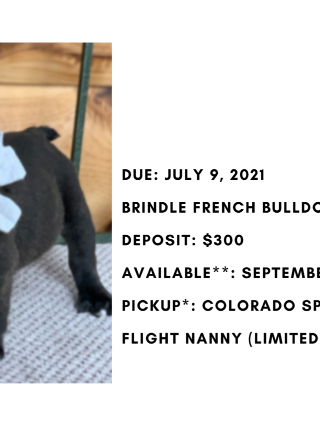 Brindle Male French Bulldog: Jet-0059