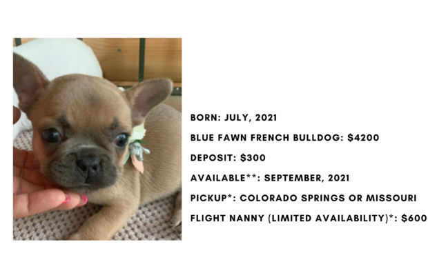 Blue Fawn Female French Bulldog: Gypsy