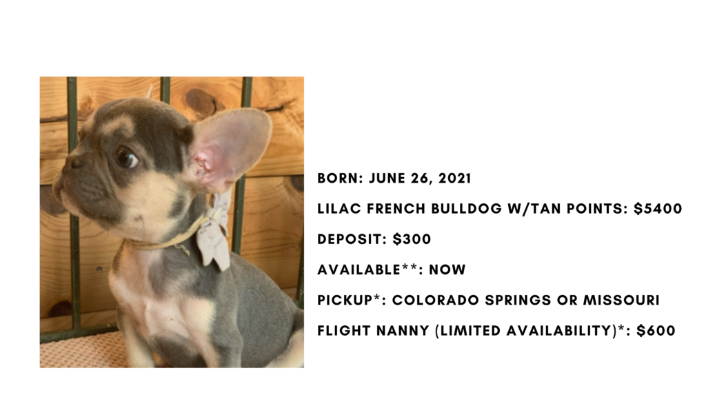 Lilac Male French Bulldog: Kermit-9369