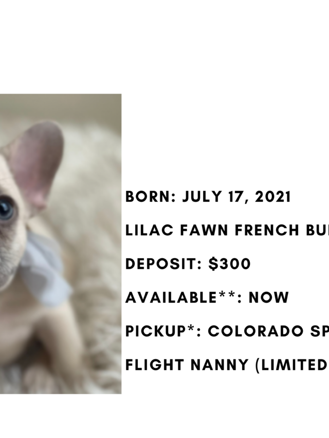 Lilac Fawn Female French Bulldog: Minnie