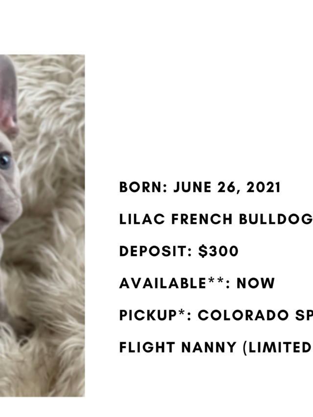 Lilac Female French Bulldog: Kendall-9684