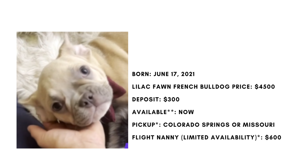 Lilac Fawn Male French Bulldog: Hoagie