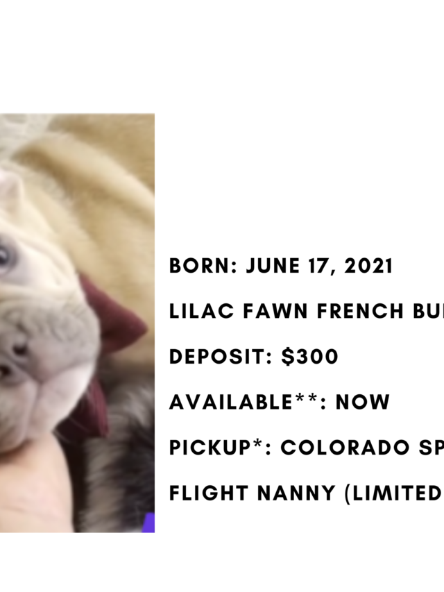 Lilac Fawn Male French Bulldog: Hoagie