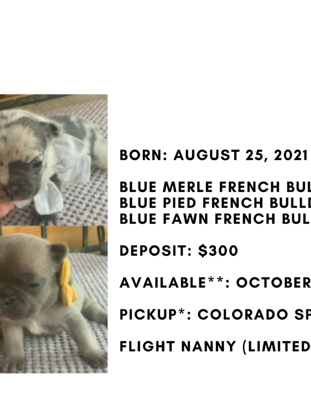 Blue French Bulldog Litter: Aug 25, 2021