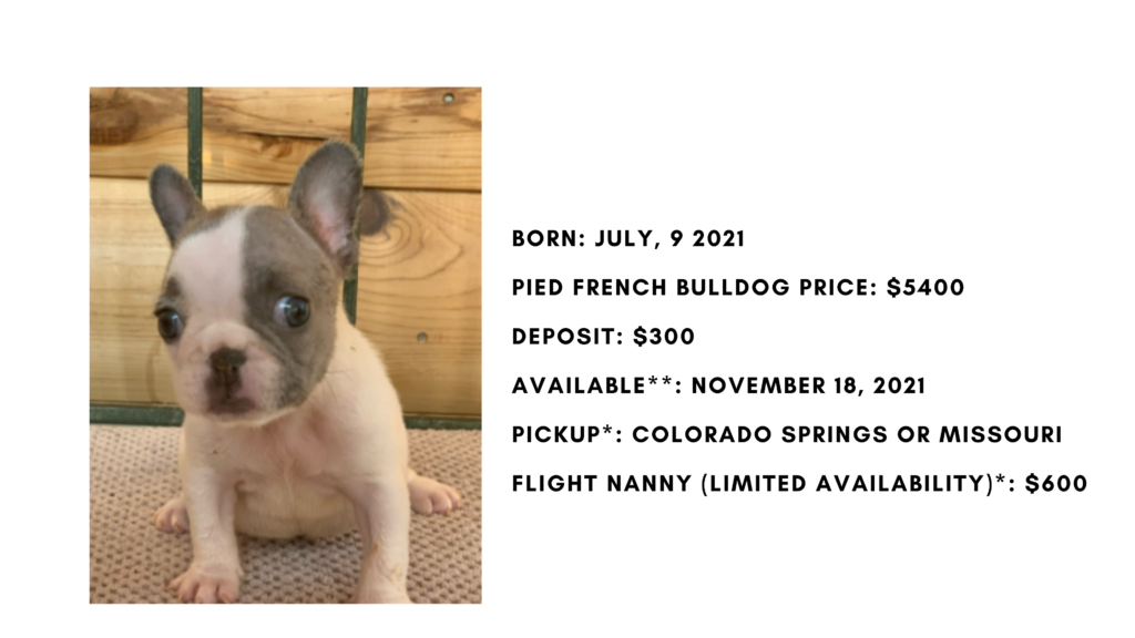 Lilac Pied Female French Bulldog: Lacey