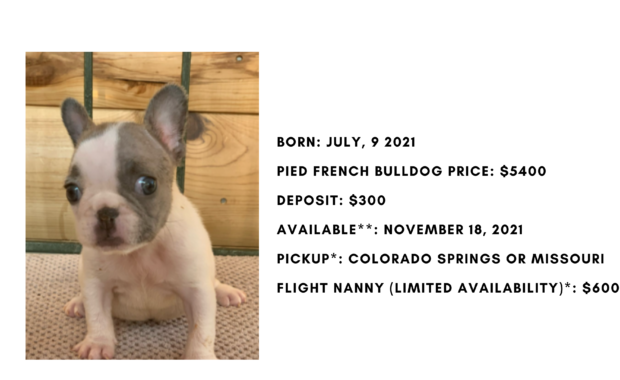 Lilac Pied Female French Bulldog: Lacey