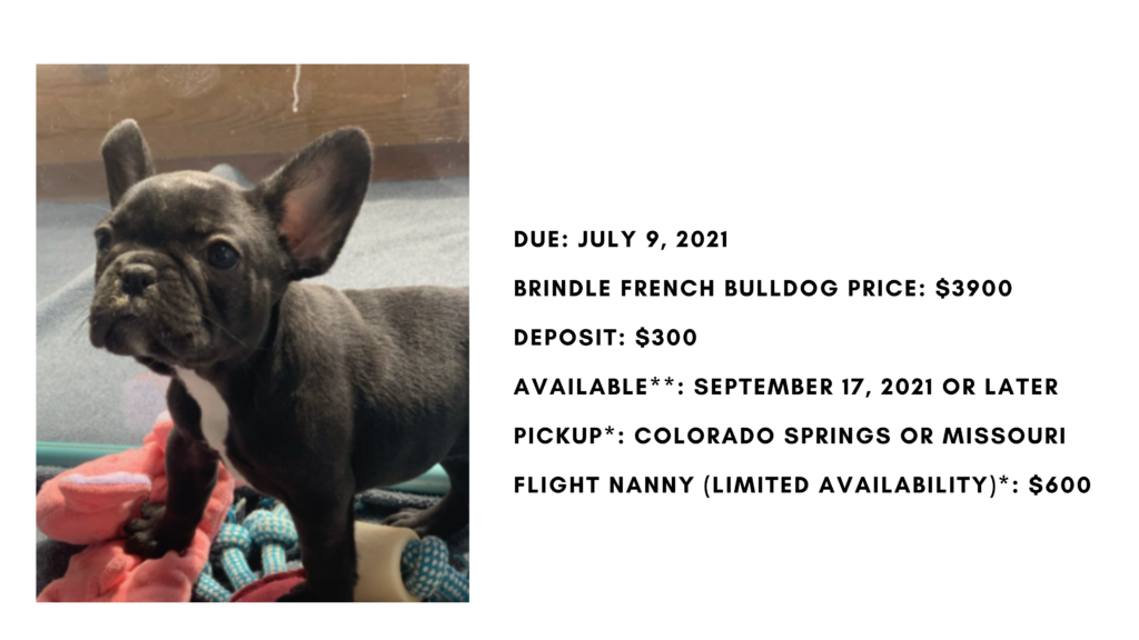 Brindle Female French Bulldog: Jubilee- 0269