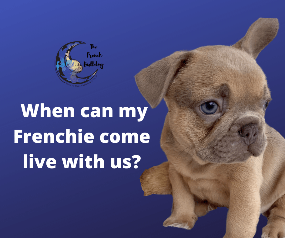 when can you take a french bulldog home?