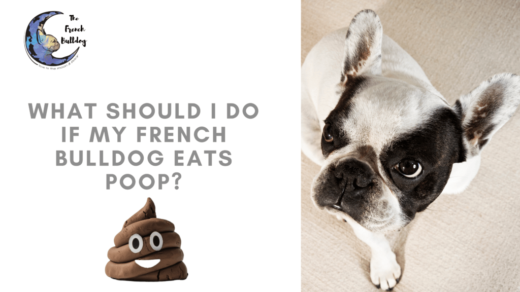 how to stop your dog from eating his own feces