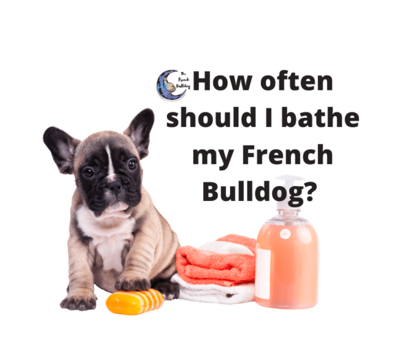 How Often Should I bathe my French Bulldog? - The French Bulldog