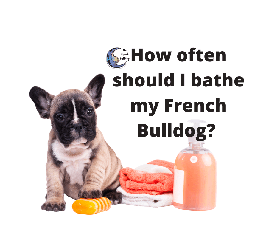 how often should i bathe my french bulldog puppy