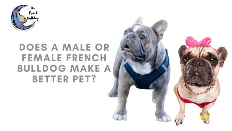 Does a male or female French Bulldog make a better pet? - The French ...