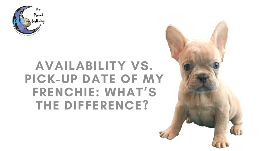 Availability vs. Pick-up Date of my Frenchie: What’s the difference ...