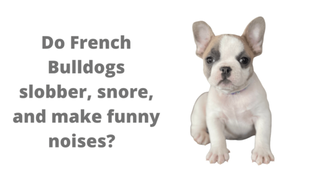 The French Bulldog - French Bulldogs puppies in Colorado and Missouri