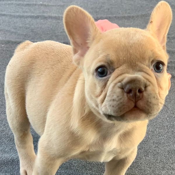 BELINDA-0388 Lilac fawn female French Bulldog - The French Bulldog