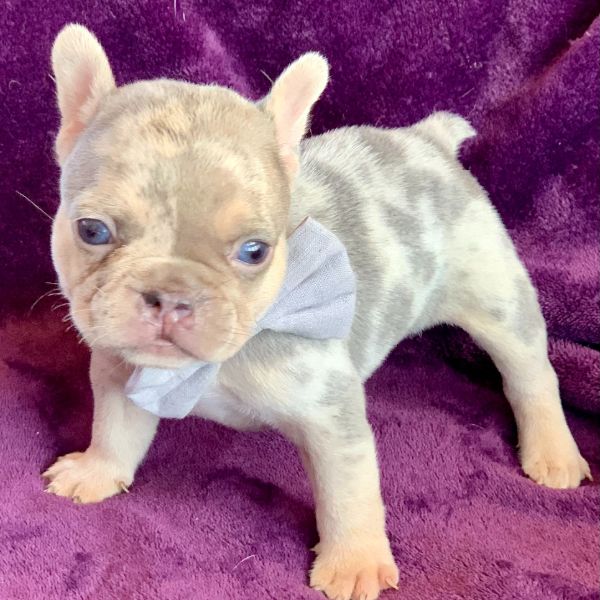 BENNIE-0453 Lilac merle male French Bulldog - The French Bulldog