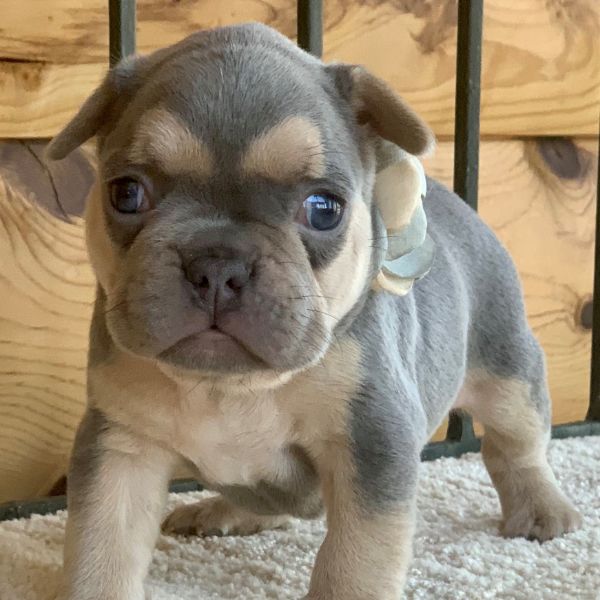 Female lilac with tan points French Bulldog Annie-0572. Marshmellow and ...