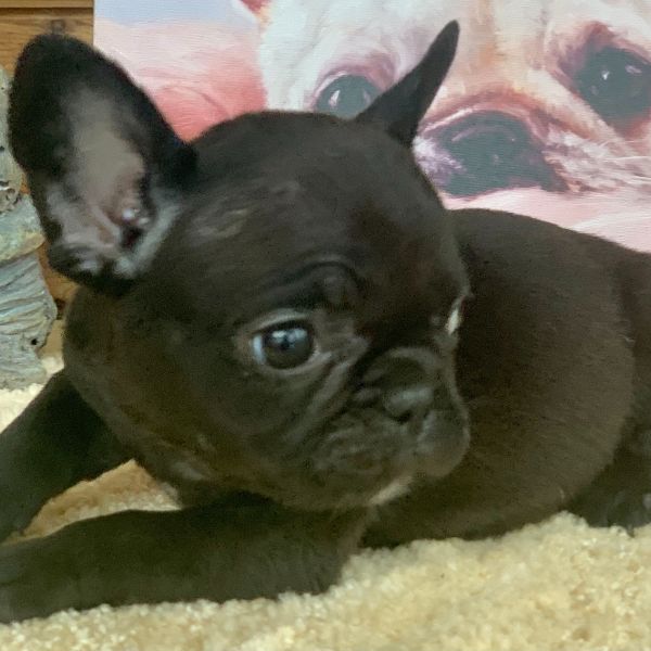 FAITH black female French Bulldog - The French Bulldog